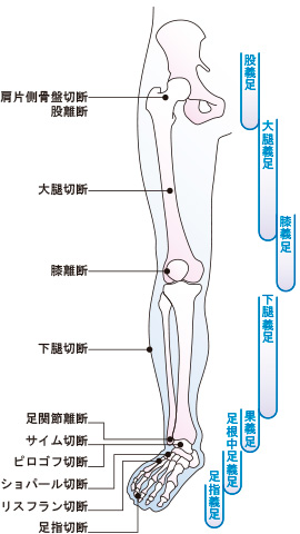 骨格構造